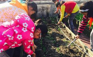 上海中小学打造“开心菜园”：引领学生走出教室探索科学奥秘