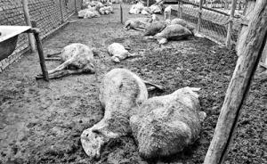 山东寿光百余只羊疑吃“毒大葱”死亡，涉事种植户被带走调查