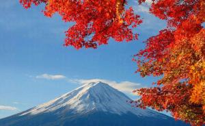 辽宁男子游日本时沉醉于红叶美景，偷带树苗入境被销毁