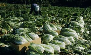 日本蔬菜价格上涨，有番茄农户偷盗数百棵白菜出售被捕