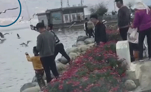 男子洱海邊棒打海鷗:嫌疑人已到案