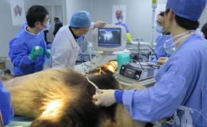 杭州4岁大熊猫“成就”病危：术后48小时三次严重胃液返流