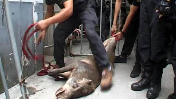 南京：猴子小区咬伤居民，野猪医院乱窜
