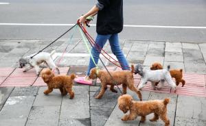 济南发布养犬通告：外出遛狗时狗绳最长1.5米