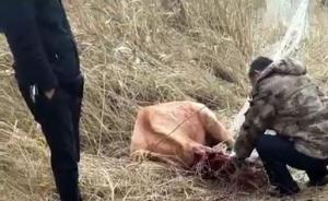 江苏大丰保护区2头麋鹿被农户尼龙网困死，官方开展拆网行动