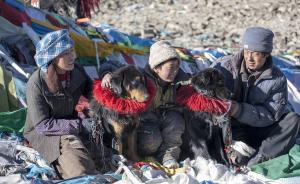 西藏卫计委主任：包虫病成重大公共卫生问题，正规范犬只收养