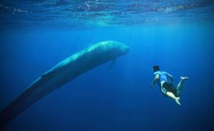 和人类一样，蓝鲸也喜爱深沉的男中音