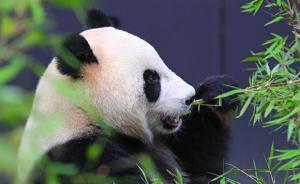 科学家揭大熊猫食竹之谜：能量源不是纤维素，而是淀粉果胶等