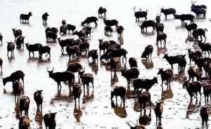 人退鹿进：出逃麋鹿繁衍成群，湖北省让地八千亩增设缓冲区