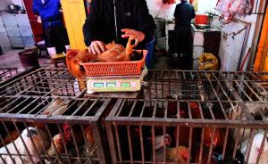 农业部谈家禽H7N9防治：到2020年全国总体稳定控制 