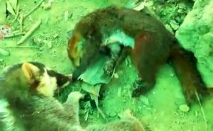 海南村民捉8只野生动物拍照发朋友圈，被处动物价值五倍罚款