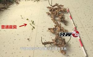 湖南现长达两米野生中医药材“金刚藤”，预估年龄百年以上