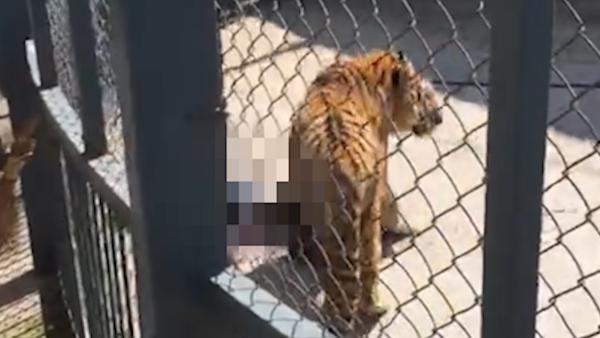 福州动物园一老虎训练时咬死驯兽员