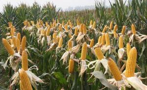 贵州一村为调整种植结构“种玉米将被罚”，镇政府：停止执行
