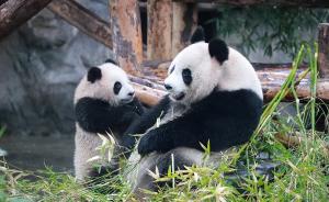 “胖达”在这里！上海又添两只熊猫宝宝，5月大的他们萌萌哒