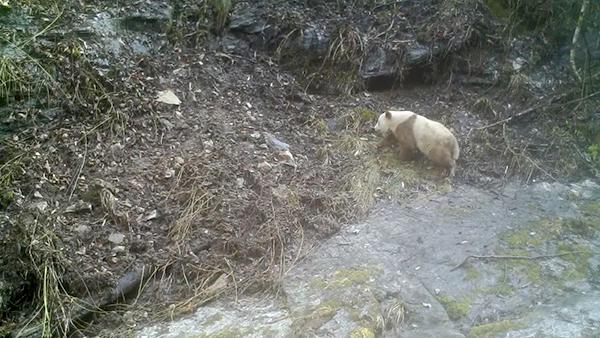 时隔26年陕西再次发现野生棕色大熊猫