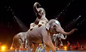 多家马戏团欲起诉动物保护组织，驯养、表演怎样算合法成焦点