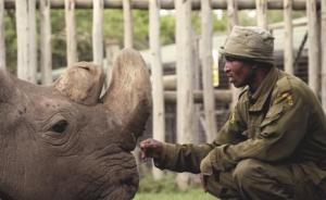 肯尼亚为全球最后一头雄性北方白犀牛离世举行纪念活动