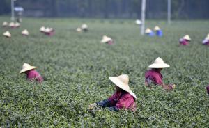 西湖龙井用区块链技术防伪，“全程直播”茶叶生长制作流通