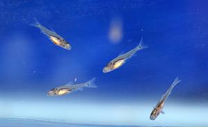 金沙江中游首次放流人工繁育的圆口铜鱼，系长江上游特有鱼类