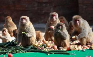 印度猴子偷窃婴儿并致其死亡，警方寻找“凶手”