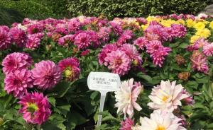 上海植物园迎来最美赏花季，清明踏青来这儿赏花吧！