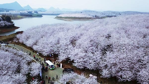 爆火的樱花视频：不是日本，这是贵州