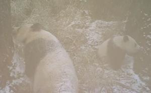 四川卧龙首次拍到野生熊猫母子游玩，随后相机便被母子玩坏