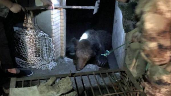村民屋内喂养两头棕熊：捡到时以为是狗