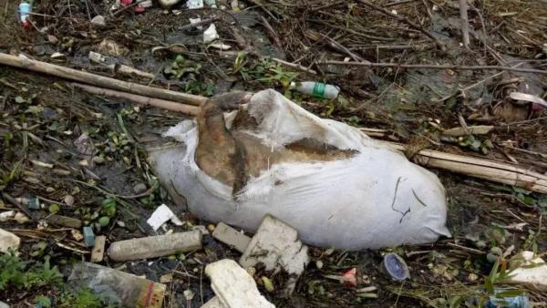 永州30余头死猪漂浮引水渠，连夜打捞