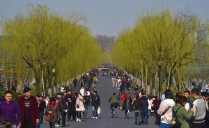 又是柳絮纷飞时：杭州将全市推广柳树抑制剂给雌株“节育”