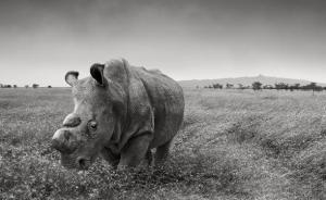 “苏丹”死了：北方白犀牛物种视同灭绝（高清图集）