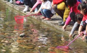 全杭州的家长都在抓蝌蚪？有教师建议用养蚕宝宝代替养青蛙