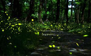 西双版纳湿地公园欲“放飞十万萤火虫”，森林警方提前喊停