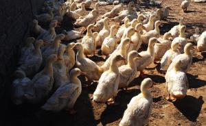 安徽媒体：池州市长在微信朋友圈“吆喝”卖鸭子，究竟为何？