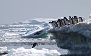 南极偏远群岛现阿德利企鹅超级帝国，数量超南极其他地区总和