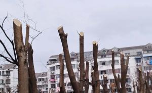 江苏东台有小区树木被指粗暴遭砍，官方：修剪过度无碍生长