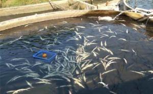广东连发西伯利亚鲟鱼被投毒致死事件