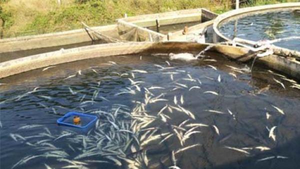 广东连发西伯利亚鲟鱼被投毒致死事件
