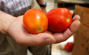 超市里的番茄为啥是方的？一部机器引发的番茄革命和农业变革