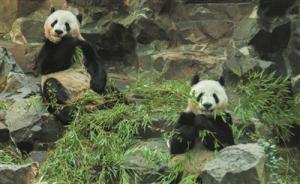 浙江设国家级大熊猫科研繁育中心，将在2022前引进20只