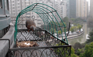 国际爱鸟日｜斑鸠飞到我家阳台来孵蛋