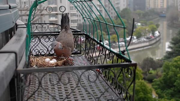 国际爱鸟日｜斑鸠飞到我家阳台来孵蛋