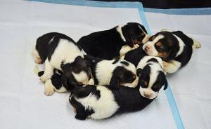 一个爸两个妈：中国首批试管狗诞生，有望拯救濒危犬科动物