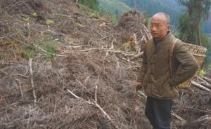 四川什邡11村民滥伐自家责任山林木获刑罚款，还需补种复绿