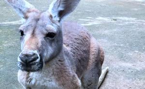 福州动物园游客扔石头砸袋鼠致一死一伤，园方申请装高清探头