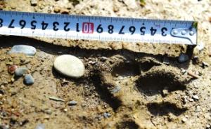 贵州台江发现连串不明大型动物脚印，初步判断系豹猫类动物