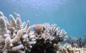 研究：大堡礁白化或因2016年一次海洋热浪，而非气候变化