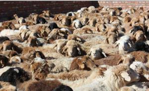 新疆一扶贫羊项目疏于监管成糊涂账，畜牧局三任局长受处分
