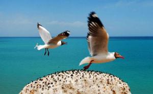 青海湖景区管理局：继续停止鸟岛、沙岛景区一切旅游经营活动